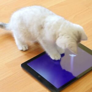 Cat Watches iPad Fish