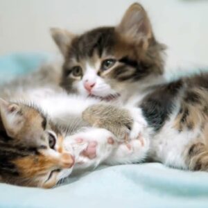 Cute Kittens Playing On A Blanket!