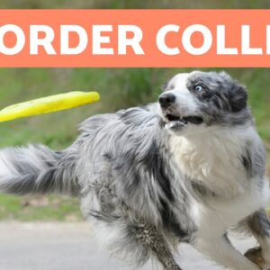 The BORDER COLLIE Dog Breed 🐶 (Origin, Characteristics, Character and Care)