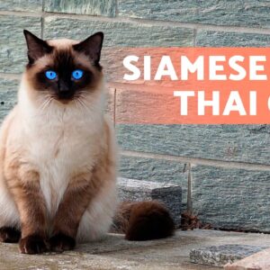 SIAMESE CATS 🐱 (Origin, Characteristics, Character and Care)