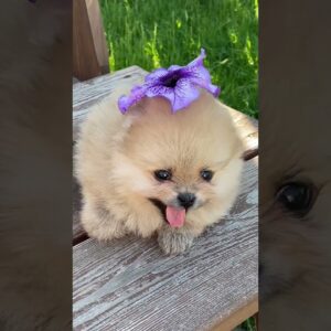 Sweet Puppy On A Wooden Table