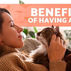 7 ADVANTAGES of Adopting a CAT 🐱✅ Why CATS Are the BEST