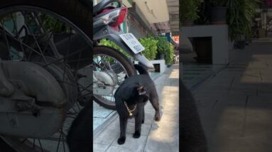 Black Cat on a Sidewalk