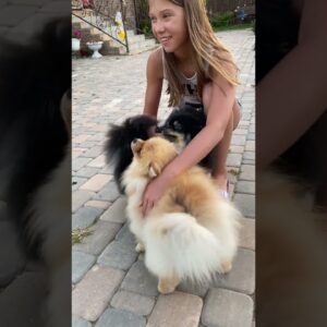 Little Girl Petting Dogs