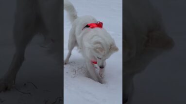 White Dog Playing in Snow #dog #adorabledog #pets #cute #cutedog #cutepets #cutepetsshorts #puppy