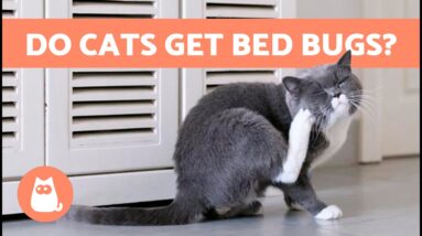 BED BUGS in CATS 🐱🪳 (Bites, Symptoms and Treatment)