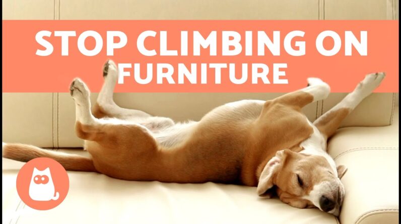 How to Keep a DOG OFF the FURNITURE ЁЯЫЛя╕ПтЭМЁЯРХ | Off the Couch