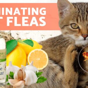 Do These HOME REMEDIES for FLEAS in CATS Work? 🐱🐜