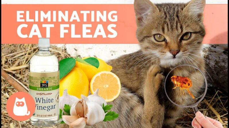 Do These HOME REMEDIES for FLEAS in CATS Work? 🐱🐜